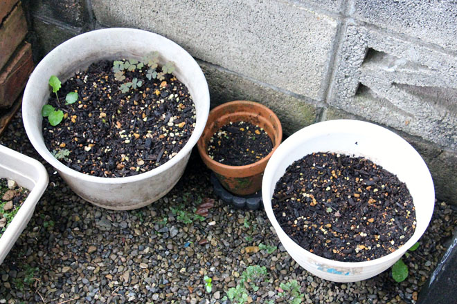 f:id:takahikonojima:20210915062659j:plain