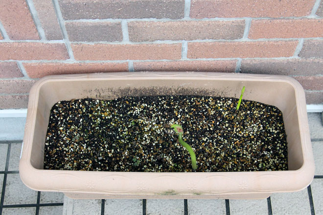 f:id:takahikonojima:20210915062707j:plain