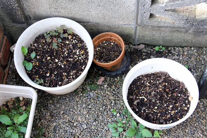 f:id:takahikonojima:20210916071016j:plain