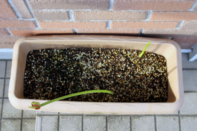 f:id:takahikonojima:20210916071032j:plain