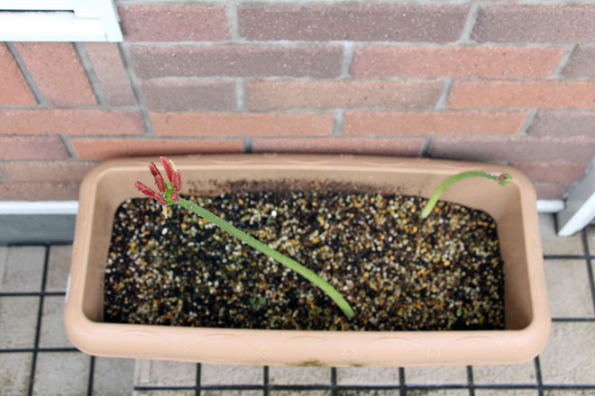 f:id:takahikonojima:20210918071331j:plain