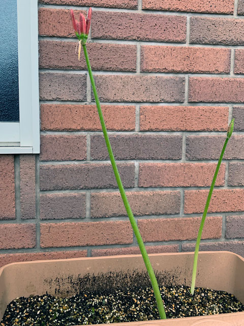 f:id:takahikonojima:20210918154055j:plain