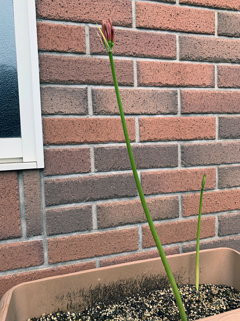 f:id:takahikonojima:20210918154119j:plain