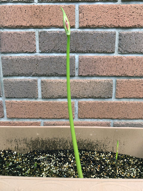 f:id:takahikonojima:20210918154215j:plain