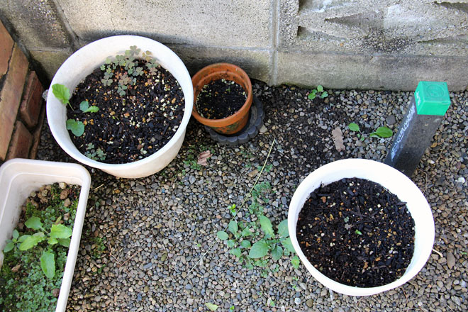 f:id:takahikonojima:20210919083752j:plain