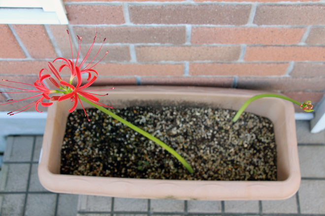 f:id:takahikonojima:20210919083803j:plain