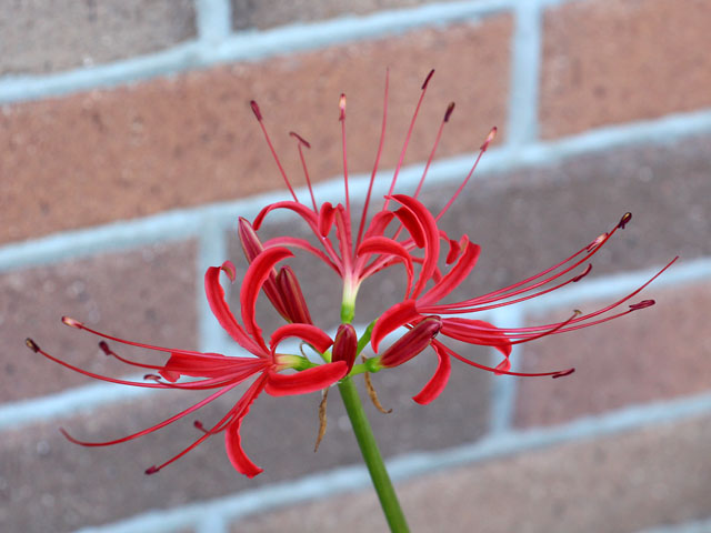 f:id:takahikonojima:20210919085727j:plain