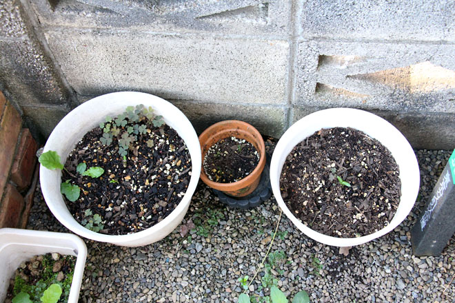 f:id:takahikonojima:20210921062905j:plain