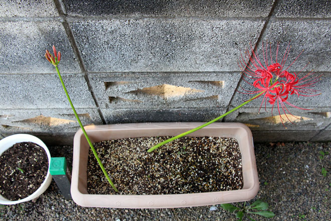 f:id:takahikonojima:20210921062920j:plain