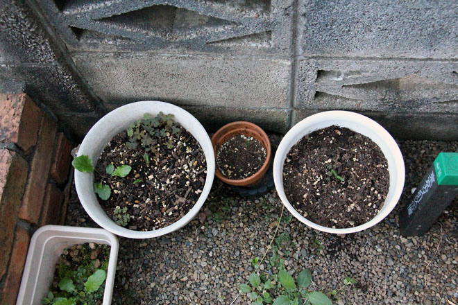 f:id:takahikonojima:20210922054727j:plain