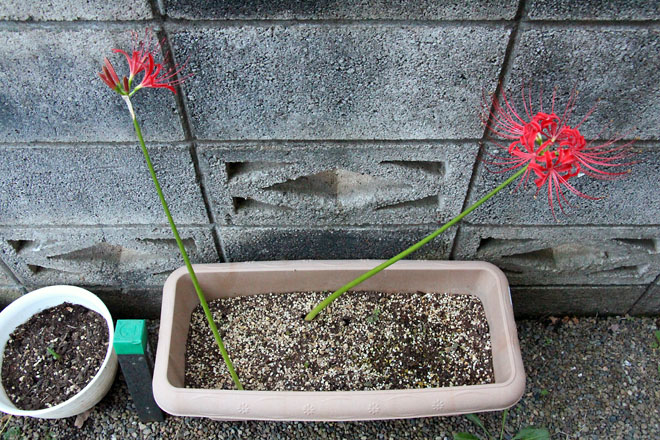 f:id:takahikonojima:20210922054735j:plain