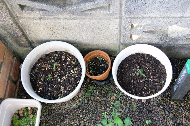 f:id:takahikonojima:20210923080015j:plain