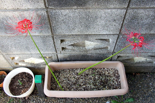 f:id:takahikonojima:20210924071517j:plain