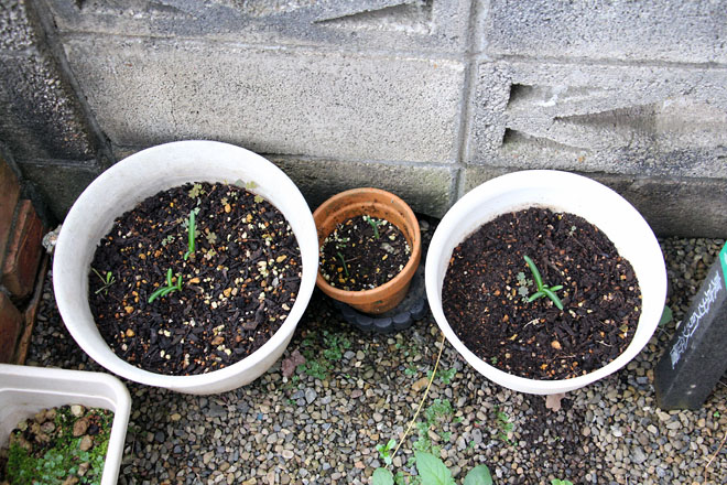 f:id:takahikonojima:20210925082530j:plain