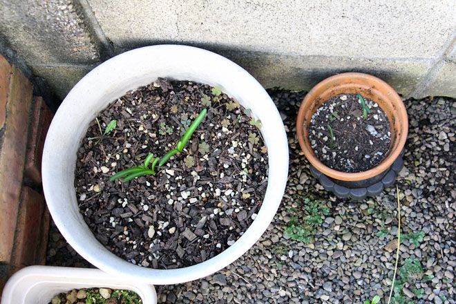 f:id:takahikonojima:20210928072500j:plain