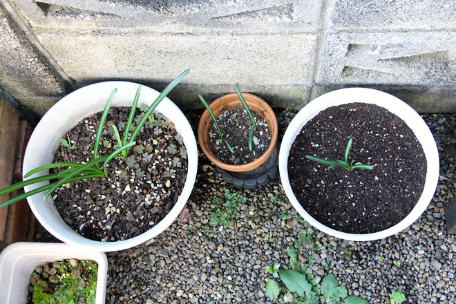 f:id:takahikonojima:20211011072958j:plain