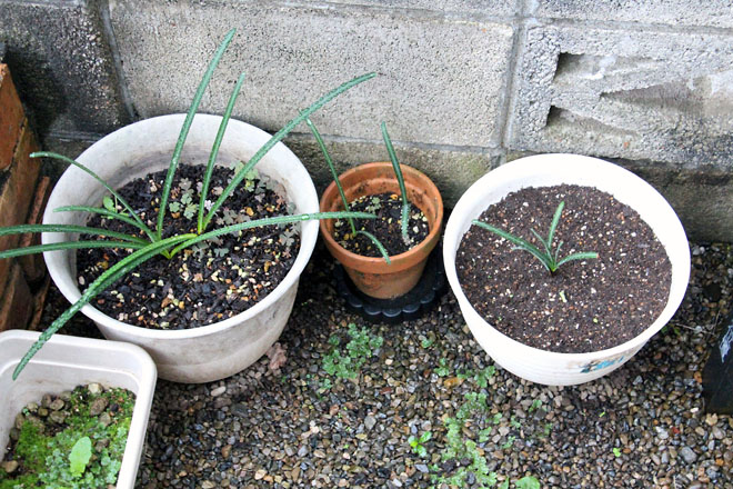 f:id:takahikonojima:20211013062313j:plain