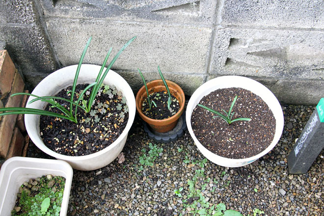 f:id:takahikonojima:20211014072312j:plain