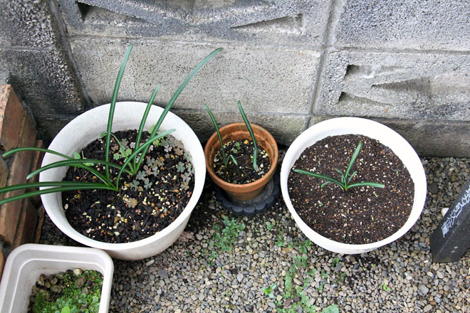 f:id:takahikonojima:20211017071628j:plain