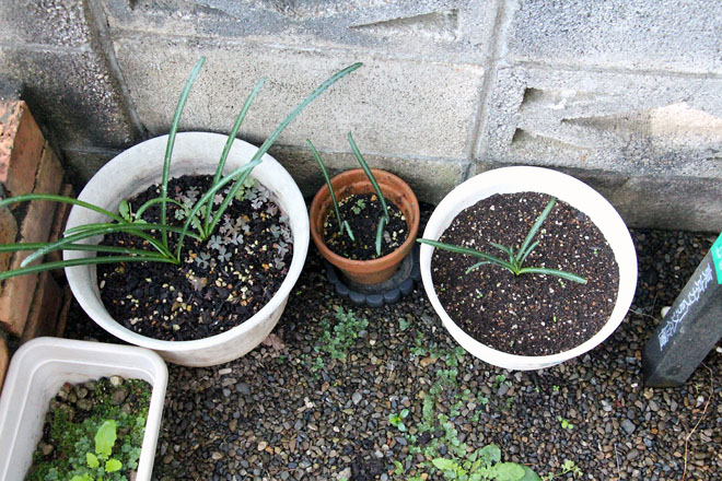 f:id:takahikonojima:20211020062625j:plain