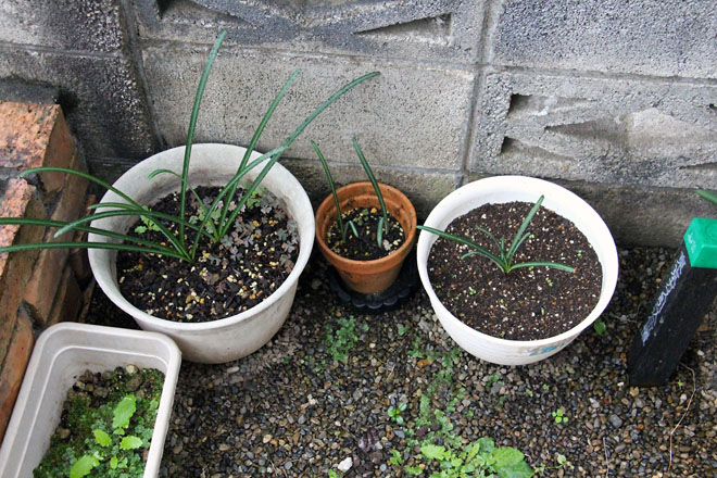 f:id:takahikonojima:20211022070612j:plain