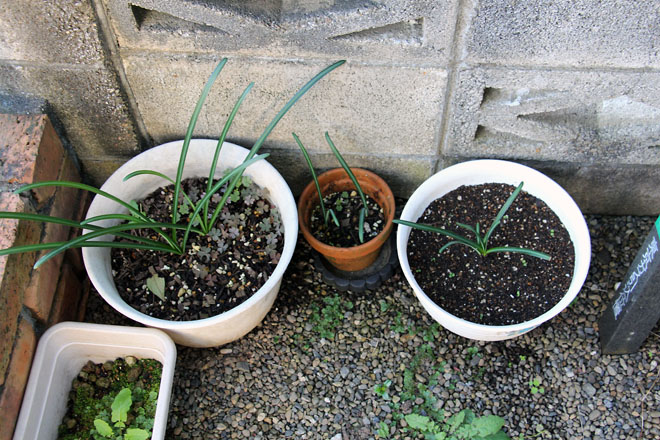 f:id:takahikonojima:20211024071047j:plain