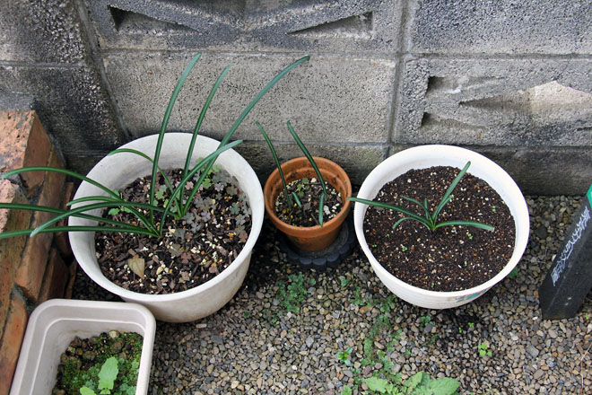 f:id:takahikonojima:20211025072837j:plain