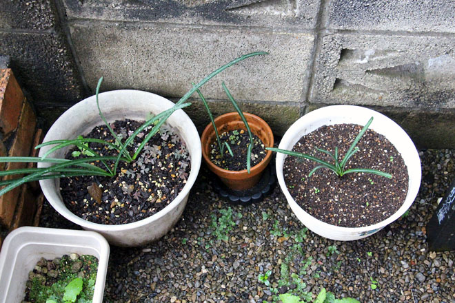 f:id:takahikonojima:20211026064114j:plain