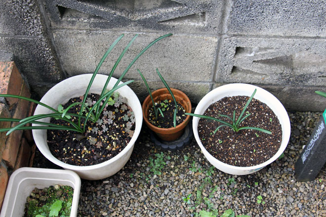 f:id:takahikonojima:20211027150052j:plain