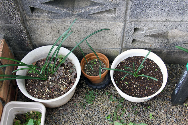 f:id:takahikonojima:20211031081933j:plain