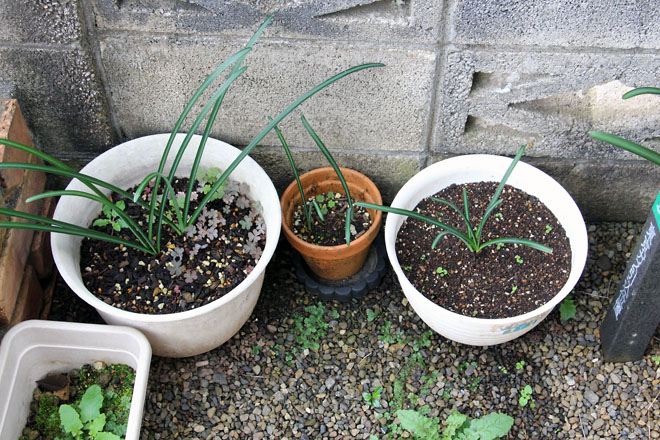 f:id:takahikonojima:20211102073643j:plain