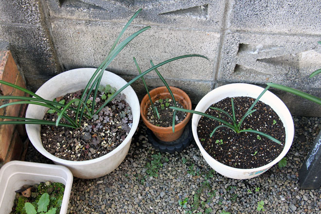 f:id:takahikonojima:20211104094312j:plain