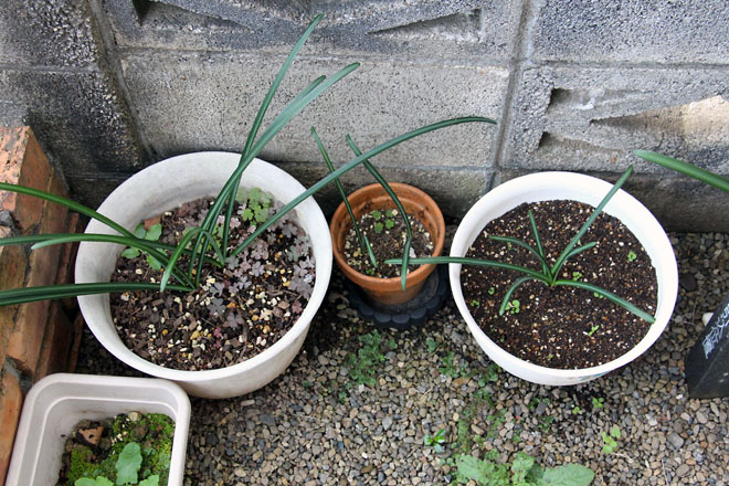 f:id:takahikonojima:20211107072037j:plain