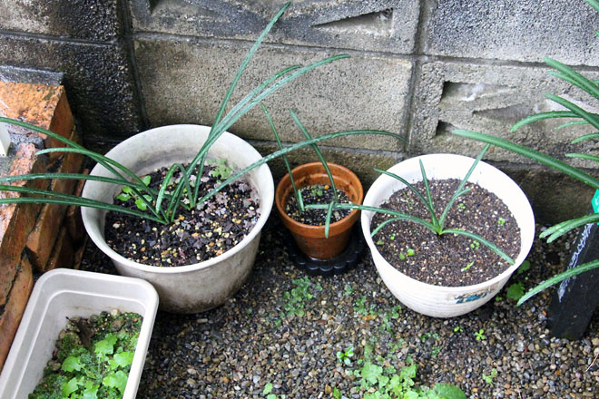 f:id:takahikonojima:20211109094410j:plain