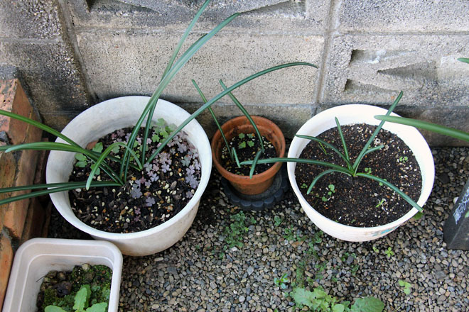 f:id:takahikonojima:20211112084647j:plain