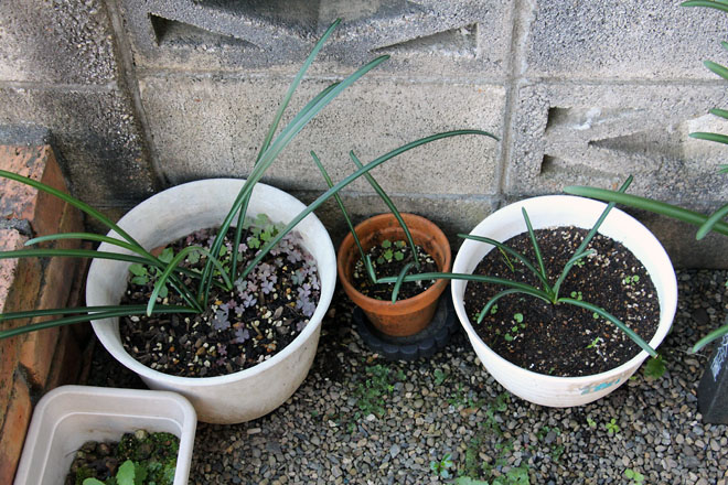 f:id:takahikonojima:20211113081944j:plain