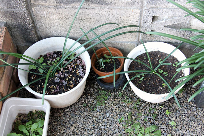 f:id:takahikonojima:20211202074155j:plain