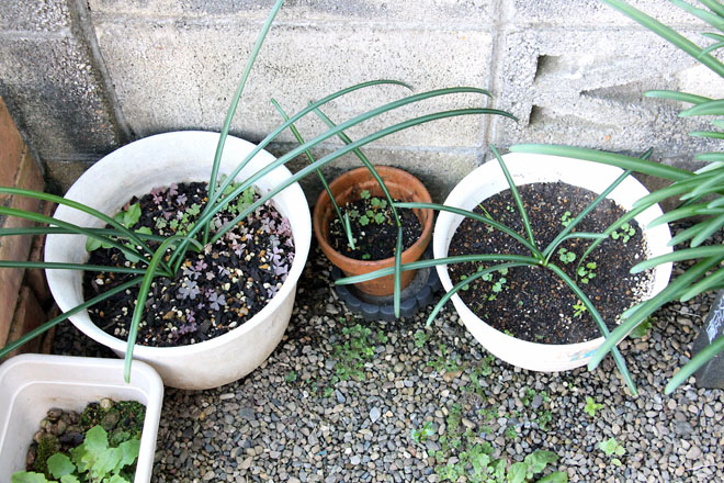 f:id:takahikonojima:20211203080318j:plain