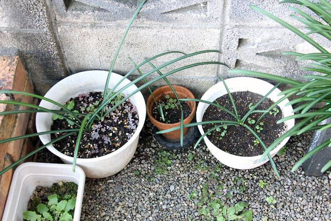 f:id:takahikonojima:20211204082337j:plain