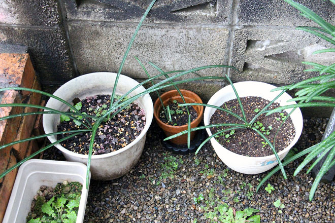 f:id:takahikonojima:20211208161641j:plain