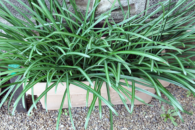 f:id:takahikonojima:20211210074431j:plain