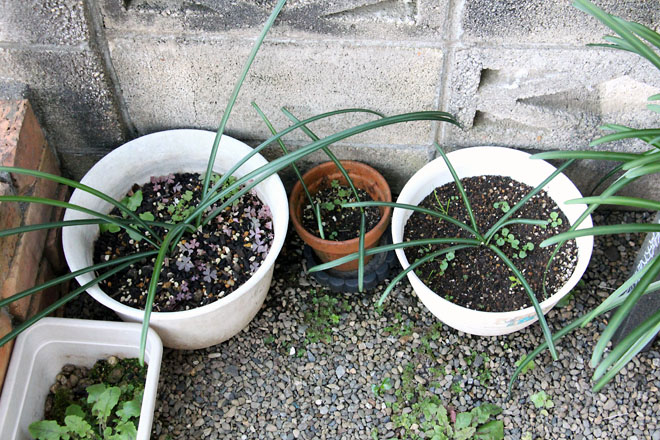 f:id:takahikonojima:20211213073841j:plain