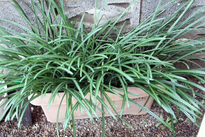 f:id:takahikonojima:20211217072708j:plain