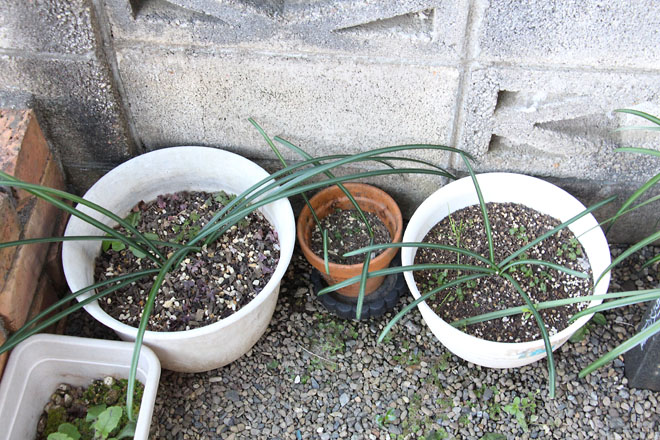 f:id:takahikonojima:20211227081810j:plain