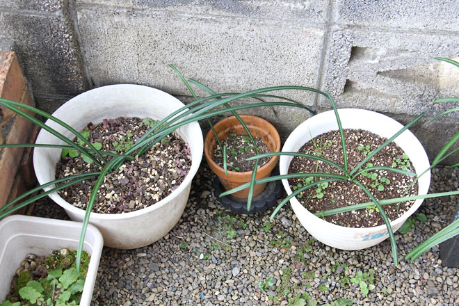 f:id:takahikonojima:20211229084310j:plain