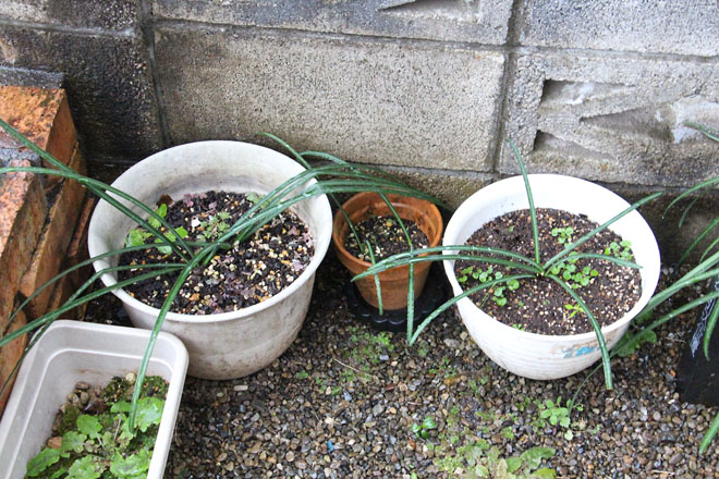 f:id:takahikonojima:20220111075257j:plain