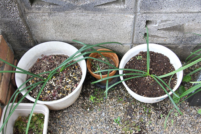 f:id:takahikonojima:20220326080811j:plain