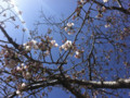錦帯橋の桜
