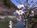 錦帯橋の桜