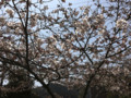 錦帯橋の桜